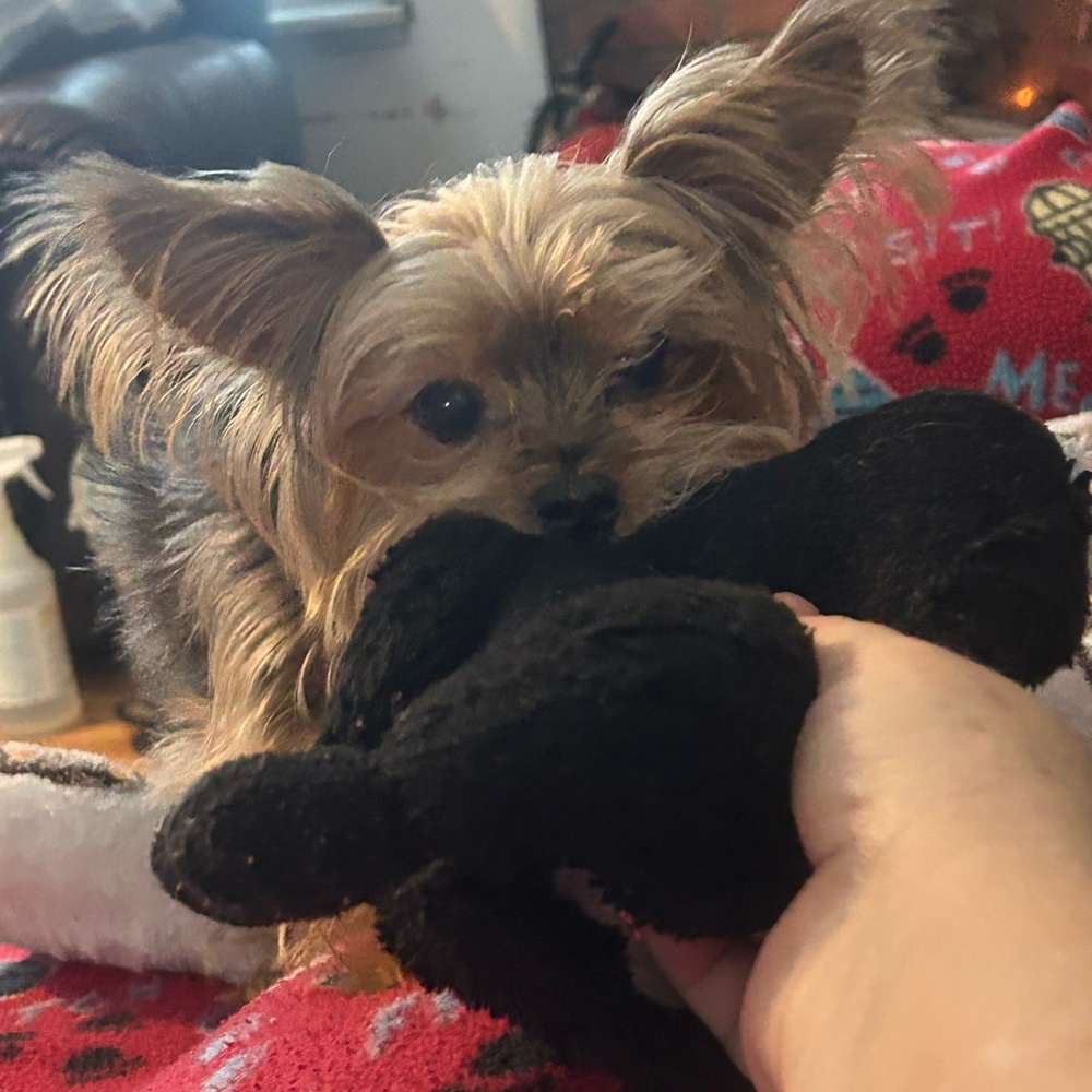 Veterinarian Fees are paid with your purchase for my Yorkies vet bills ♥️🔥🥰 - Picture 15 of 16